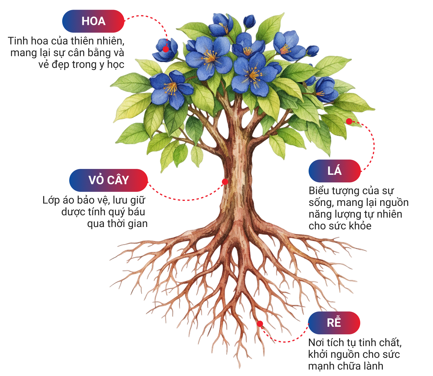 Hoa, lá, vỏ cây, rễ - dược liệu chọn lọc